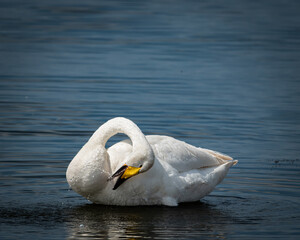 Elegant whooper swan floating on calm blue water while gracefully preening its feathers, forming a natural curved neck shape. The bright white plumage contrasts beautifully with the deep blue surface