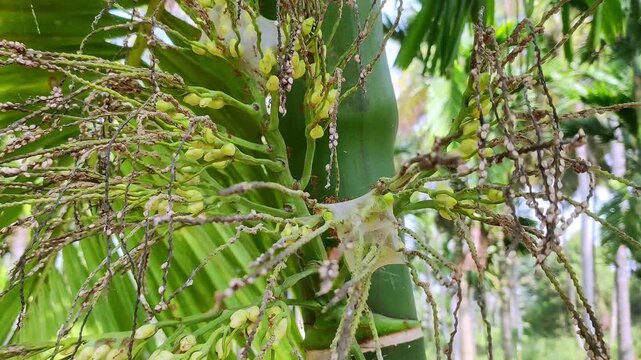 A macro view of red ants crawling over arecanut buds covered in a delicate doily spider web