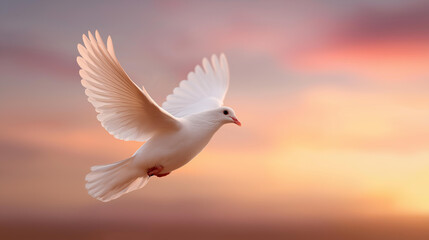 Obraz premium White dove freedom flying wings on sunset wide sky background, symbol of peace, holy spirit in Christian religion, heaven concept, bird flight display, defocused sky backdrop, with copy space