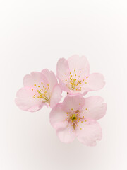 白い背景のサクラの花