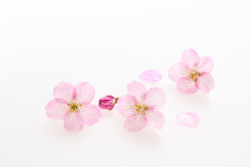 白い背景のサクラの花