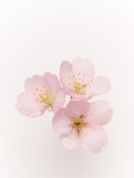 白い背景のサクラの花