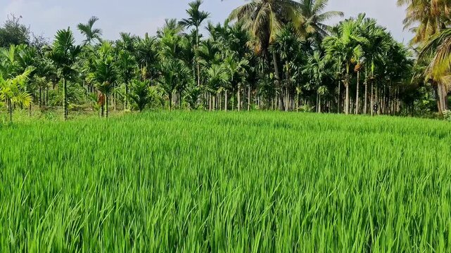 A view of a lush green paddy field stretching behind the areca plantation under a bright blue sky