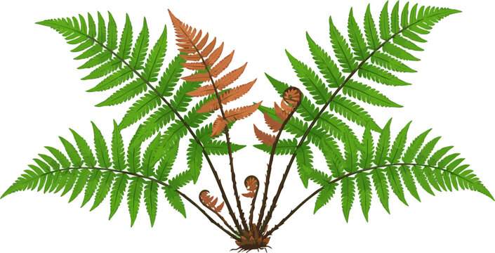 Create a realistic Set of Dryopteris erythrosora (the autumn fern or Japanese shield fern) frontal perfectly cutout high resolution vector art with white background.