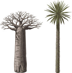 Fototapeta premium Create a realistic Set of Adansonia digitata (the African baobab) and Pachypodium geayi frontal perfectly cutout vector art with white background..