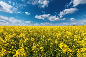 Fototapeta premium Rapeseed field blooming under blue sky and white clouds