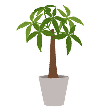 パキラのイラスト