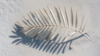Palm leaf on sand top view