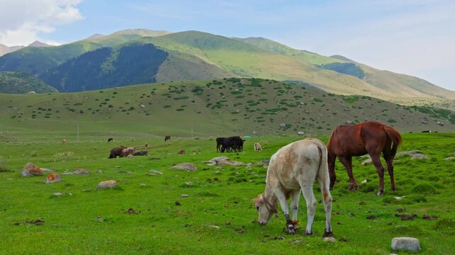 Multiple cows and horses graze peacefully on green grassy hills under a clear blue sky. The serene rural setting creates an idyllic atmosphere during daytime.