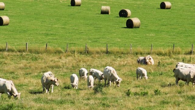 Group of white Charolais cows grazing and resting in a green pasture with hay bales in the Morvan countryside, France.