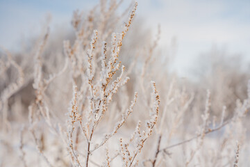 Fototapeta premium Beautiful winter landscape, natural background image with twigs covered with snow in winter
