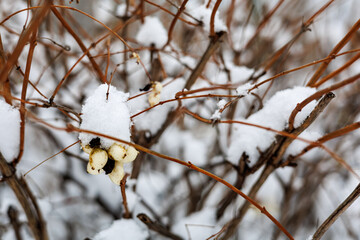 Close-up of white snowberry fruits covered with fresh snow on a leafless branch in a winter city...