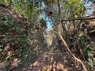Dense Tropical Jungle Path with Hanging Vines and Overgrown Earth Embankments