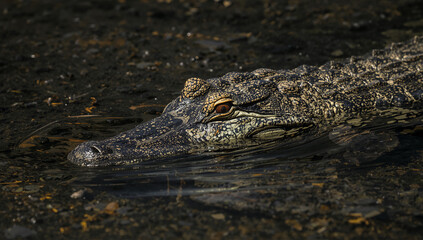 Obraz premium 光と影の境で静止するワニに潜む待機の気配