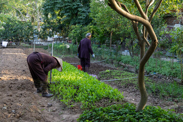 A Vietnamese woman in a conical hat tends to fresh green vegetables in a garden, cultivating food...