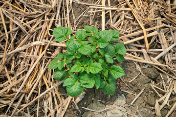 Potato plant (Solanum tuberosum) growing in a field surrounded by straw