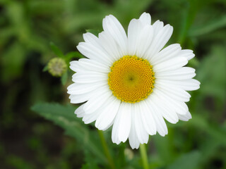 Fototapeta premium Bud of a chamomile flower with the blurred background