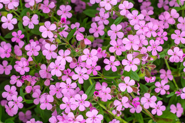 Obraz premium Saponaria commonly known as soapworts. Top view.