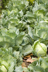 Naklejka premium Fresh cabbage in the garden. Ripening young cabbage in the garden. Vegetables in the garden.