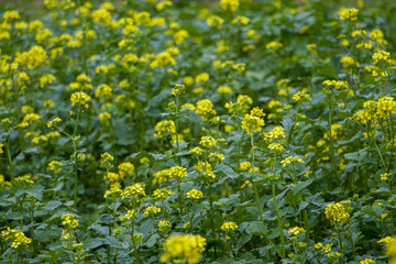Obraz premium Rapeseed flowers. Bright yellow canola flowers that bloom in spring.