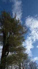 Tall Trees Against Blue Sky with White Clouds Natural Minimal Background