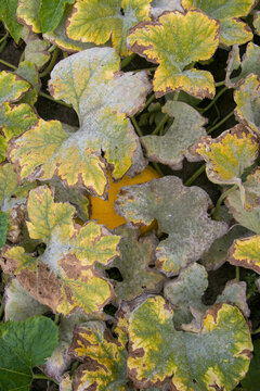  Pumpkin leaf damage by powdery mildew. Powdery mild 