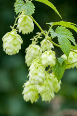 Hops ordinary. Green ripe hop cones. Green ripe hop cones.