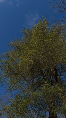 Fototapeta premium Tall Trees Against Blue Sky with White Clouds Natural Minimal Background