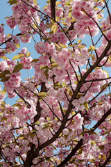 Prunus serrulata tree, blooming sakura branch, cherry flowers against blue sky