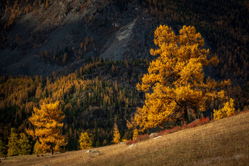 Naklejka premium Golden larch trees glow on steep mountain slope at autumn sunset, warm colors, peaceful remote landscape.