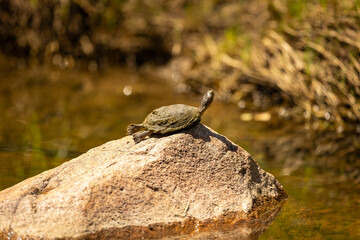 Freshwater turtle sunbathing on a river rock with warm golden light and a blurred natural background