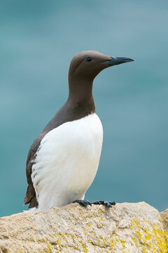 Common murre or common guillemot (Uria aalge)