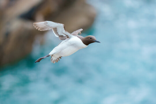 Common murre or common guillemot (Uria aalge)
