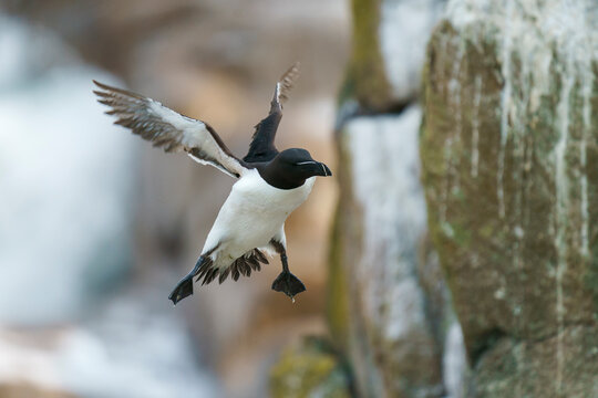 Razorbill, razor-billed auk, or lesser auk (Alca torda)