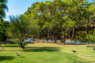 Turkeys walking on a green grass lawn in a forest camping site. Scenic rural landscape with pine trees, white fence, and blue tents in Karagozler, Fethiye, Mugla province, Turkey. Sunny autumn day.