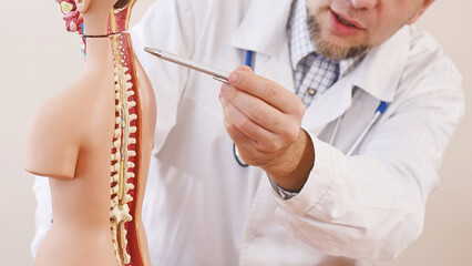 doctor points to human spine on anatomical model of human body. Bone and skeletal structure:...