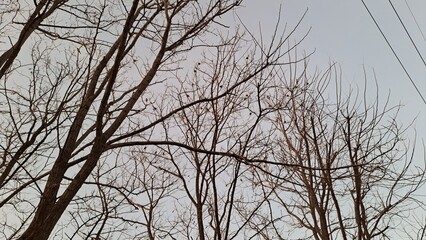 Obraz premium sparrows perched on bare tree branches against gray winter sky
