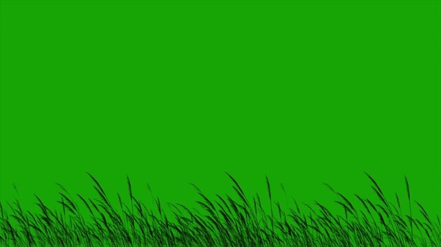 Green screen background with blowing grass silhouette nature field landscape chroma key animation seamless loop for video editing and environmental projects