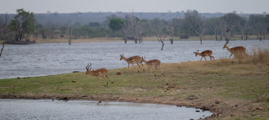 Impalas im Busch vom Krüger National Park Südafrika © Natascha