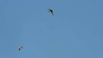 Fototapeta premium Two Falcons Flying Together in Parallel Flight Against a Bright Clear Sky