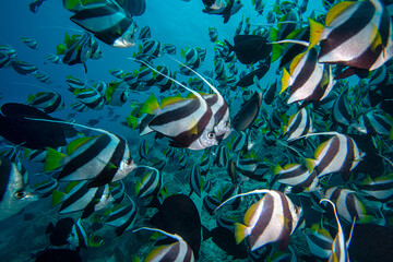 Bannerfish.Bannerfish fish on coral reef and scuba divers. maldives.