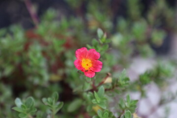 design, flower, background, illustration, floral, art, decoration, blossom, botanical, leaf, spring, nature, beautiful, colorful, drawing, summer, bouquet, vintage, graphic, plant, set, bloom, abstrac