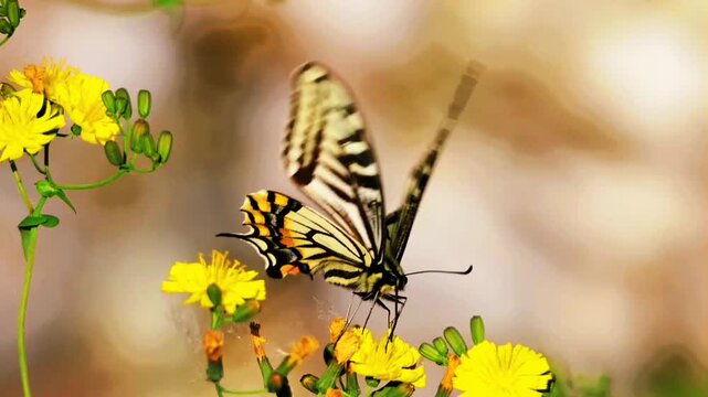 Beautiful Swallowtail Butterfly Spreading Wings on Yellow Wildflowers Close Up. Exotic Papilio Machaon Pollinating Spring Flowers with Warm Soft Bokeh Background in Slow Motion.