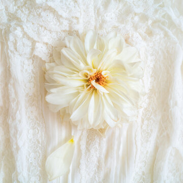 Large white dahlia laying on top of white lacey fabric.