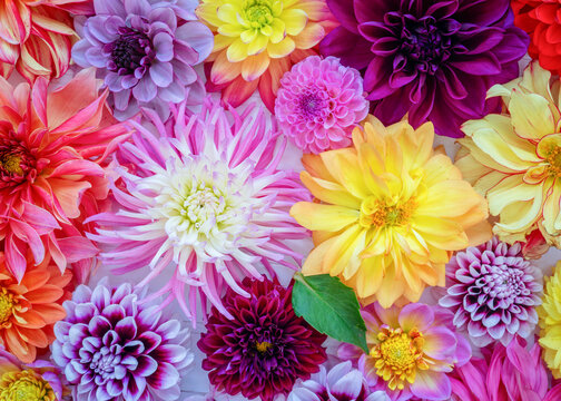 Overhead view of all different types and colors of dahlias.