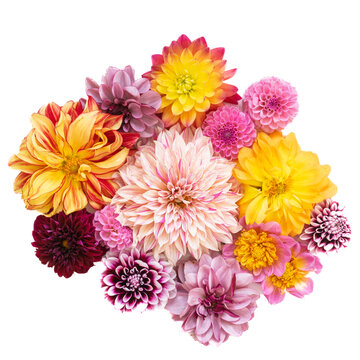Topdown view of a collection of dahlia flowers isolated on a white background.