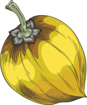 Lucuma fruit sketch, vector hand drawn fresh ripe berry, superfood, yellow eggfruit juicy organic dessert, farm harvest