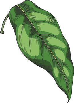 Lucuma tree one green leaf vector sketch, essential herb, medicinal aroma plant, ayurvedic foliage, organic ingredient