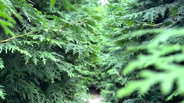 A country park with a natural pine labyrinth
