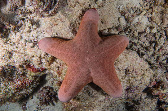 A species of Granulated sea star.
Also known as Doughboy starfish. 
Scientific name : Choriaster granulatus 
Genus : Granulated sea star. Maldives